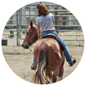Ann Cole Horses Contact